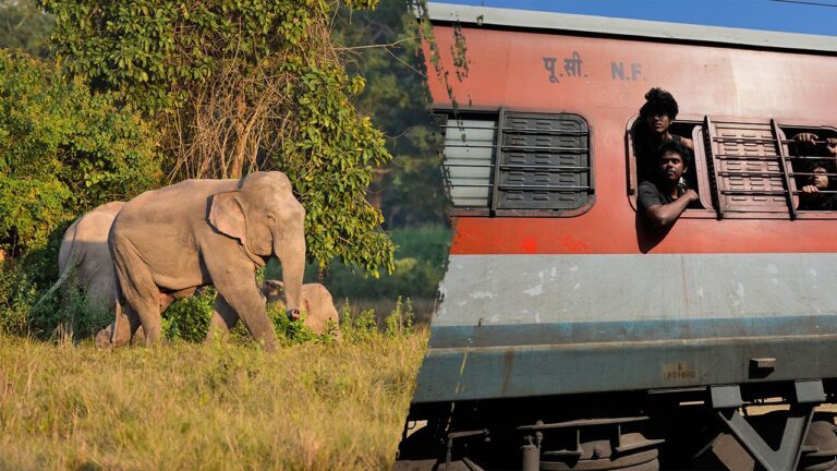 elephants-train-crash.jpg