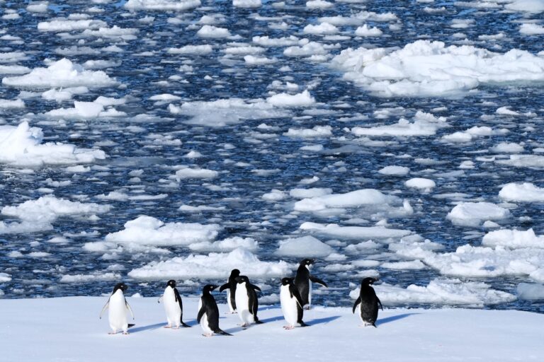 Climate Penguins
