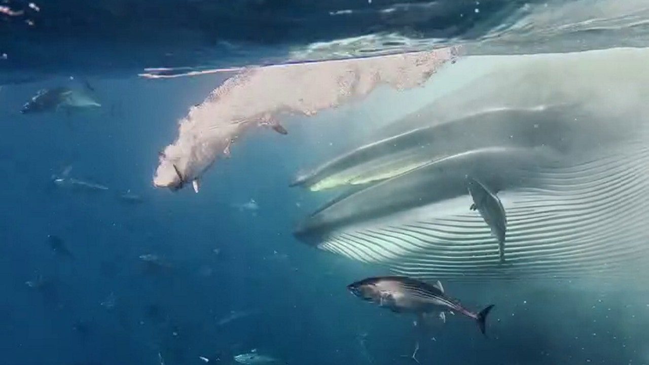 brydes-whale-and-fish.jpg