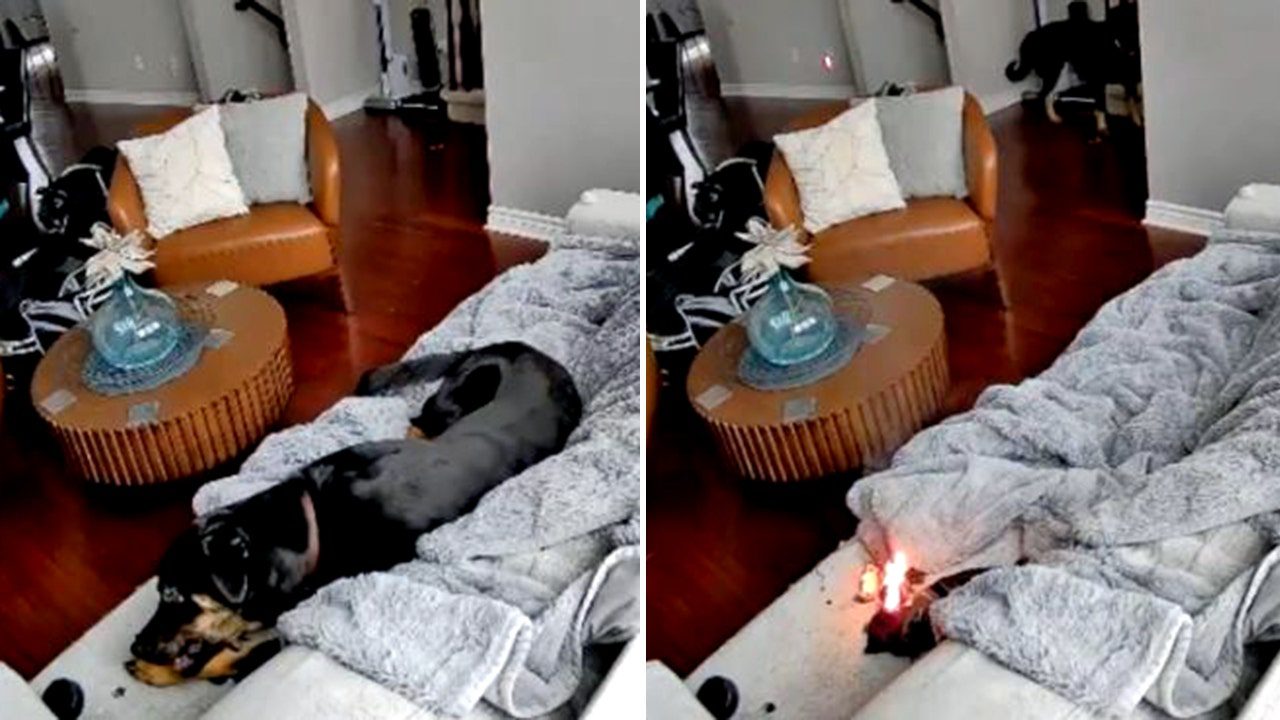 ottawa-house-fire-dog-split.jpg
