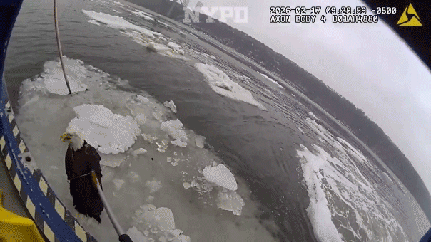 bald-eagle-rescue.gif