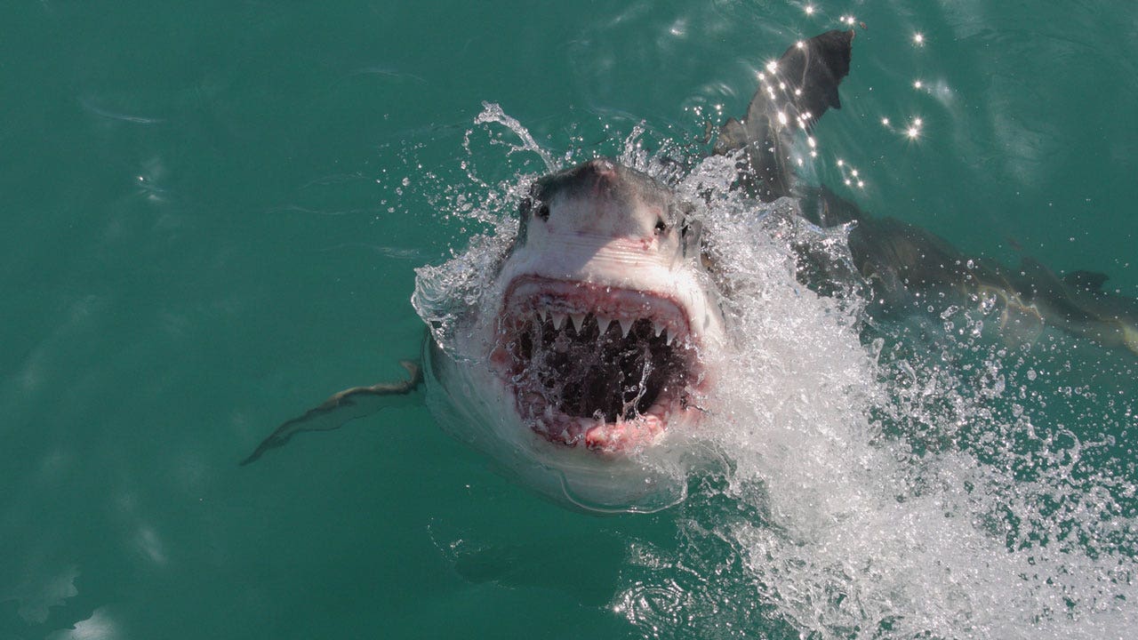 great-white-sharks-northeast.jpg