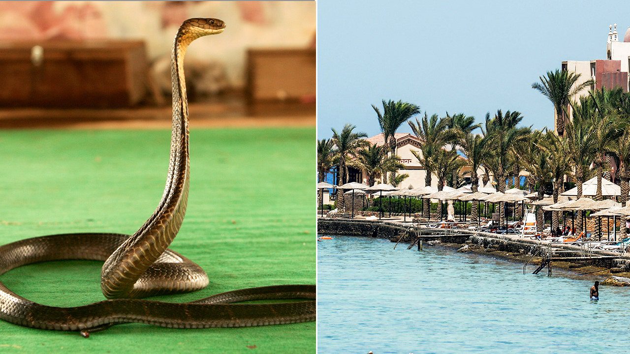 egypt-resort-cobra.jpg