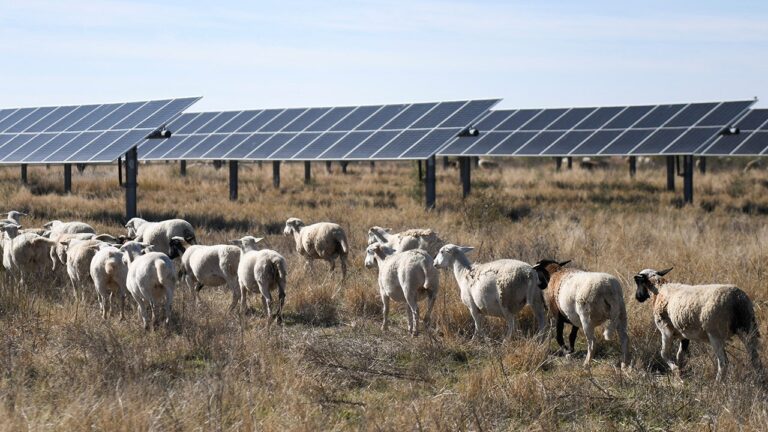 solar-farms-sheep-graze-farm.jpg