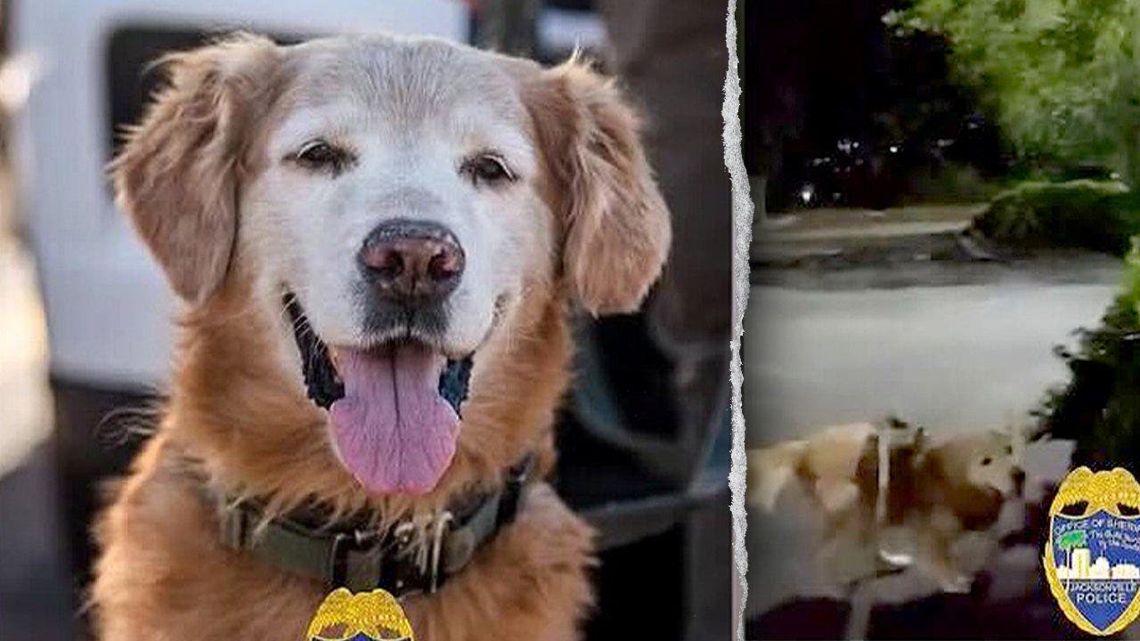 Rutger-K-9-2.jpeg