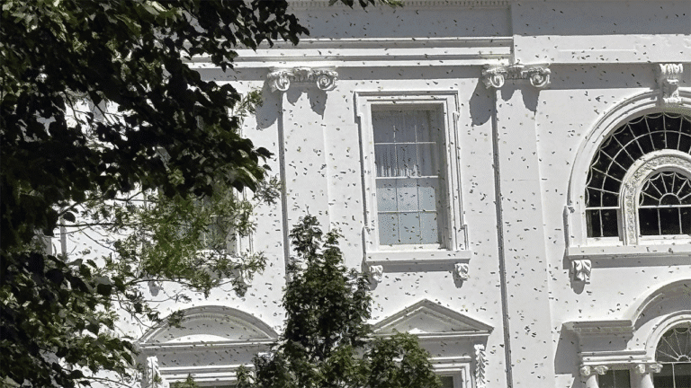 White-House-bees.png