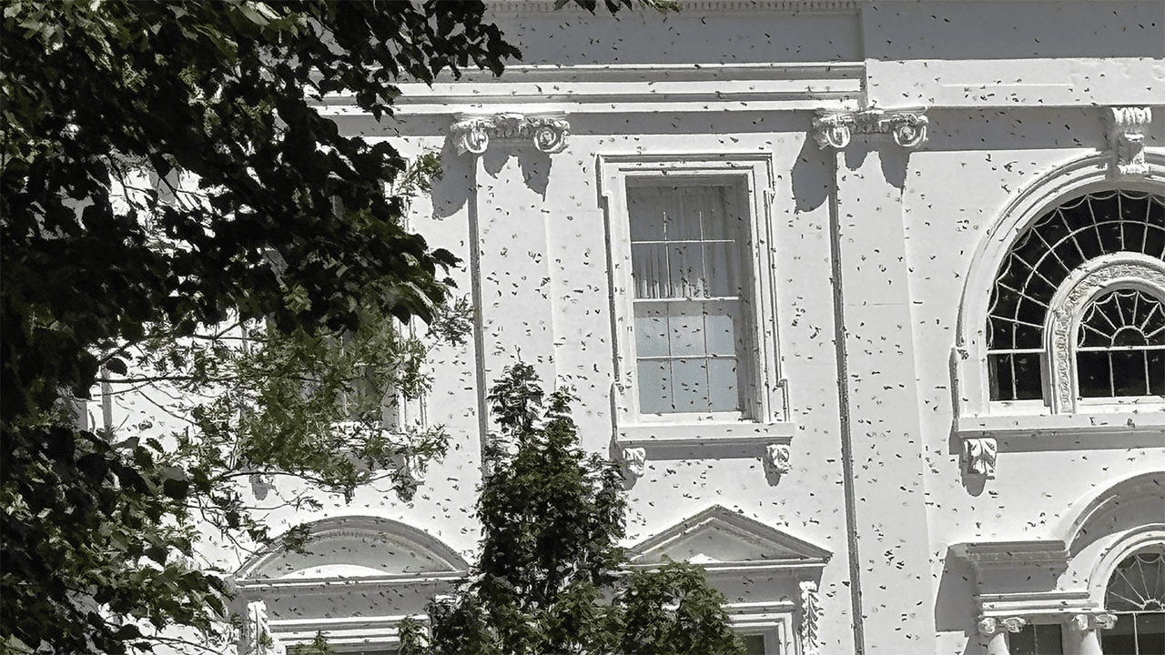White-House-bees.png