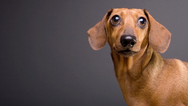 dachshund.jpeg