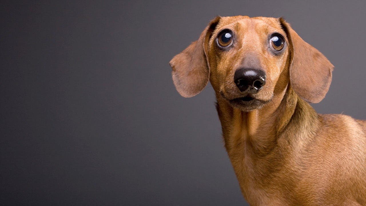 dachshund.jpeg