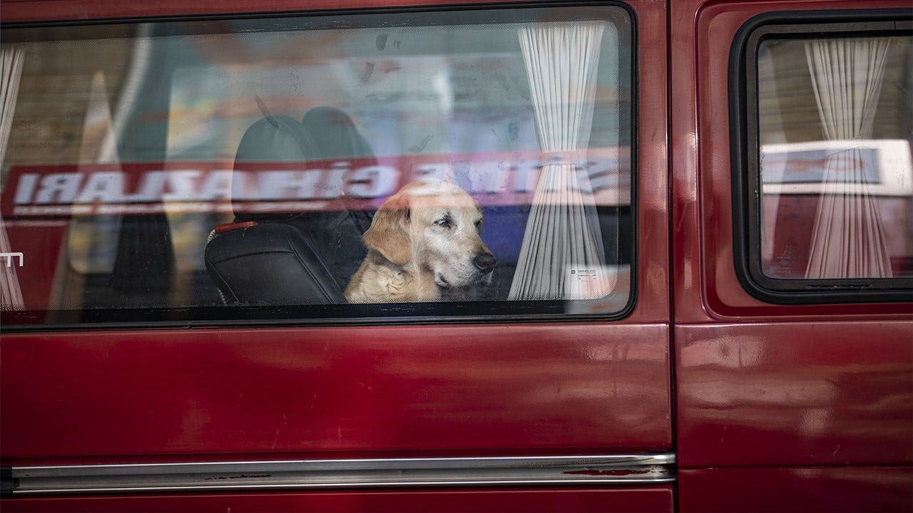 dog-in-car.jpeg