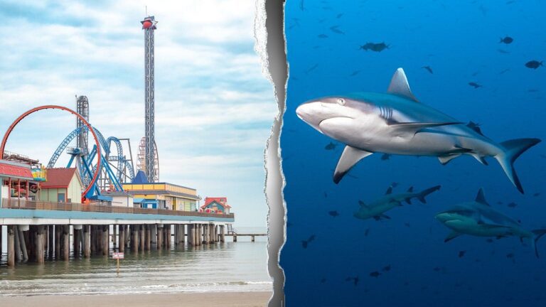 galveston-shark-attack-fox-news-001.jpeg