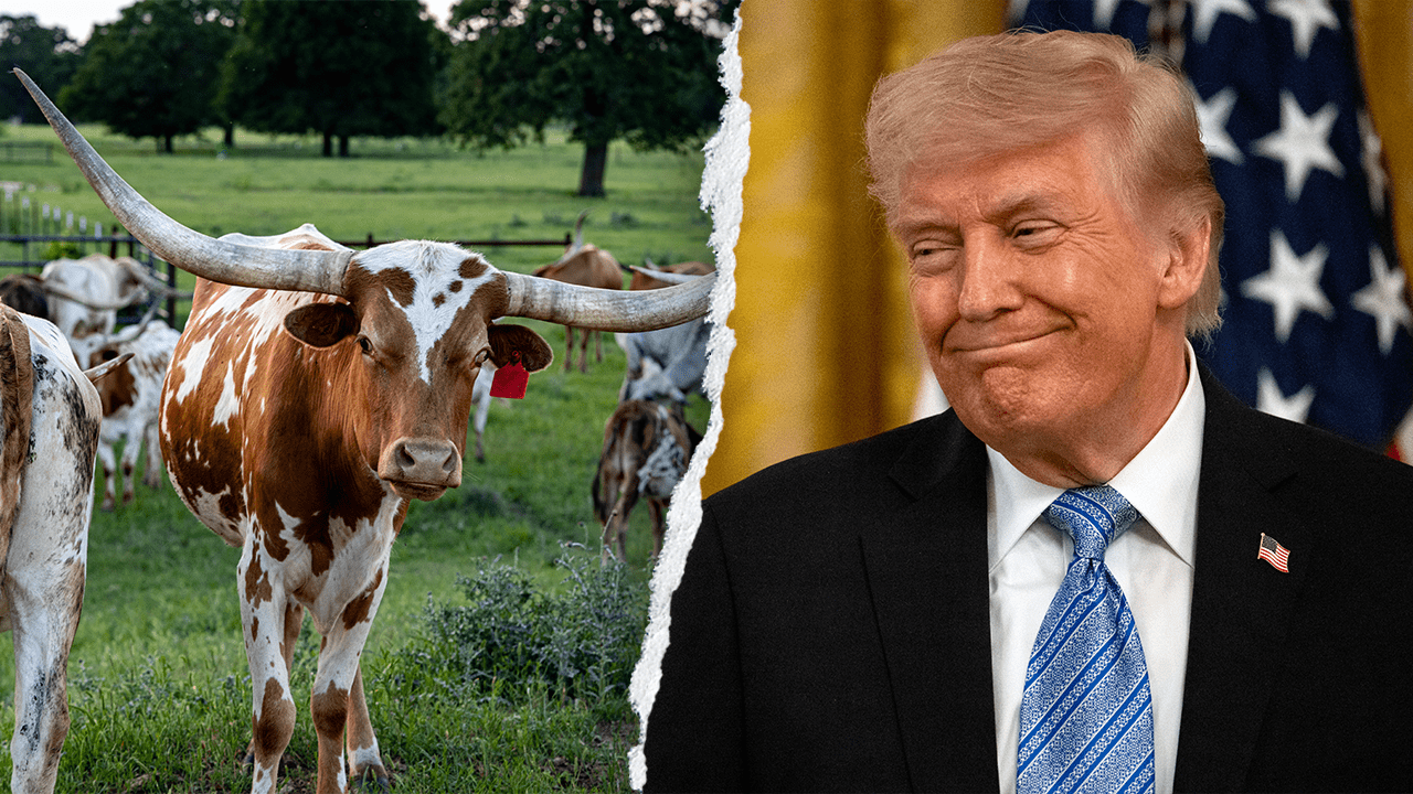 longhorn-trump.png