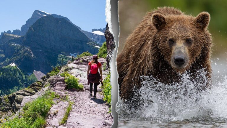 montana-national-park-bear-attack-fox-news-001.jpeg