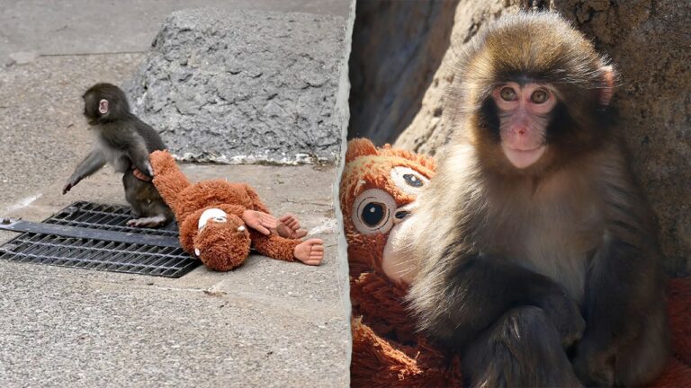 punch-the-monkey-japan.jpg