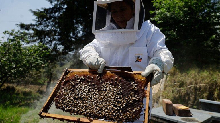robot-bees-ai-florida.jpeg