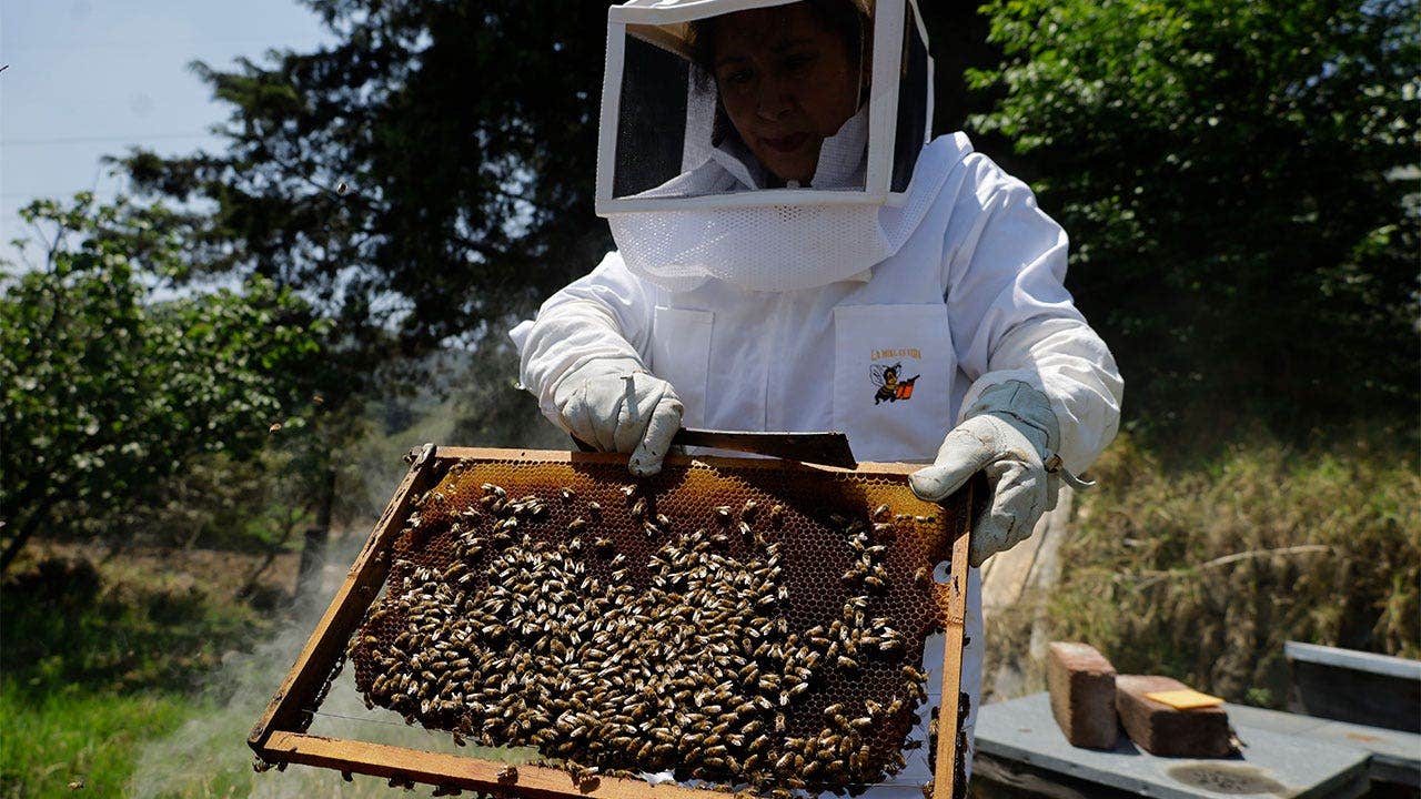robot-bees-ai-florida.jpeg