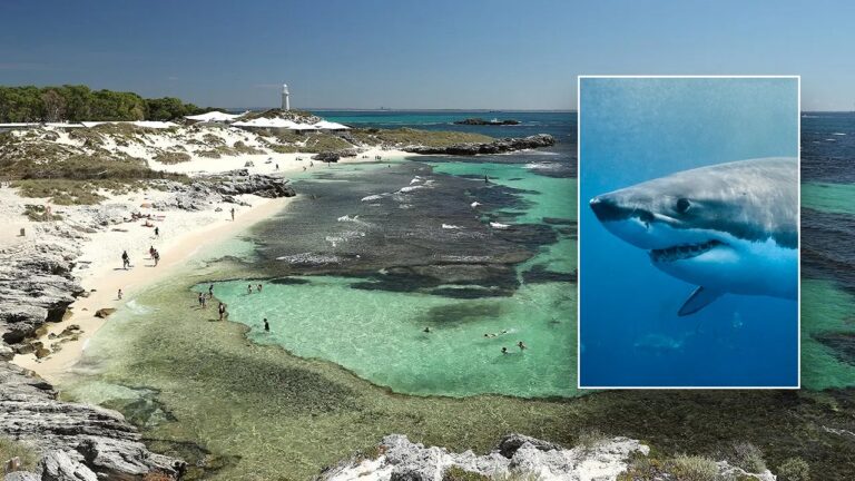 shark-attack-split.jpg