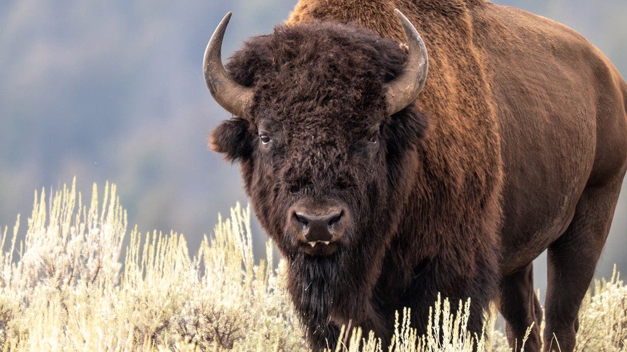 Bison.jpeg