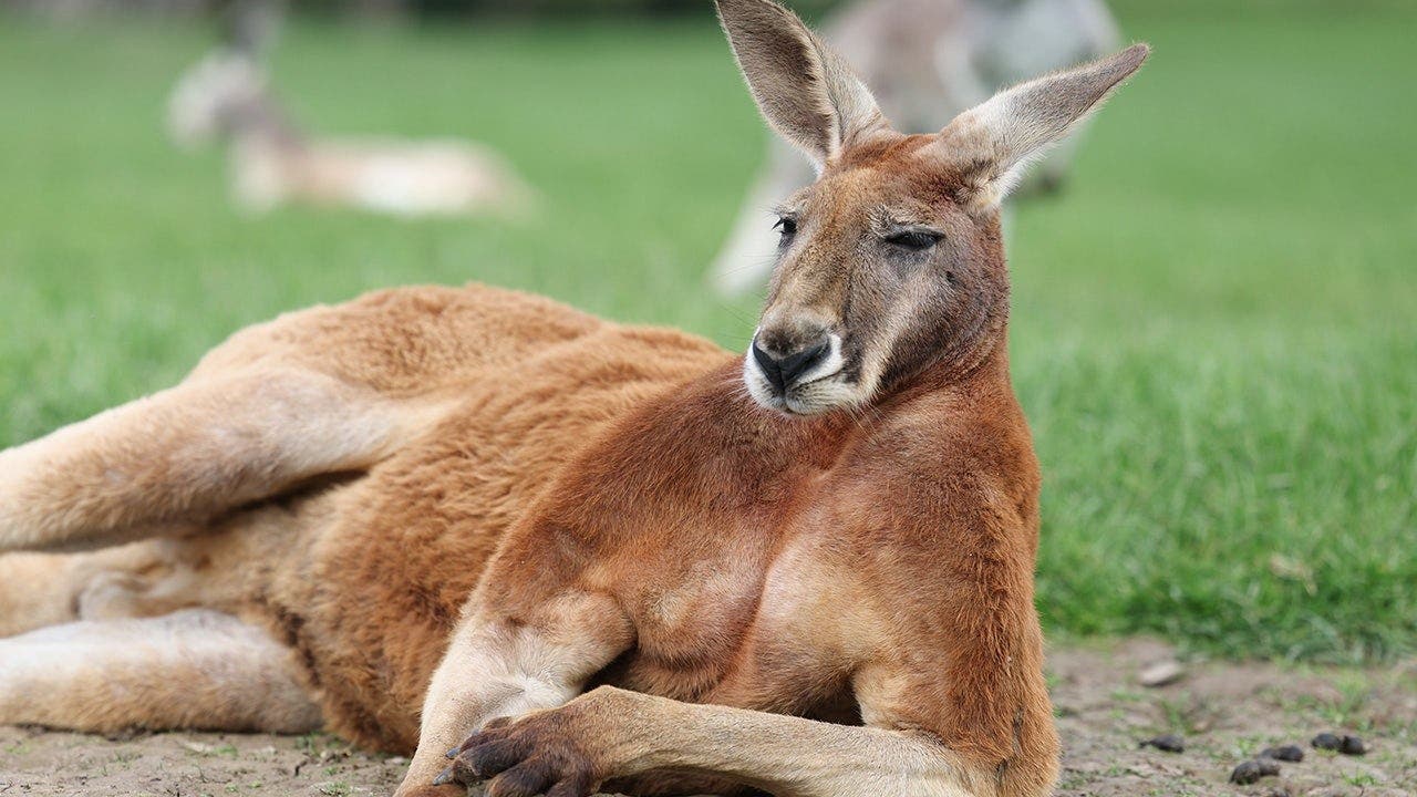 Kangaroo.jpeg