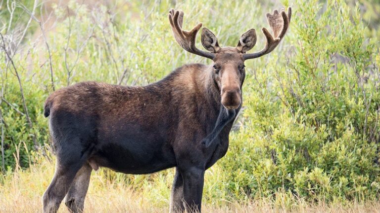 Moose.jpeg