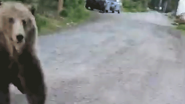bear1.gif