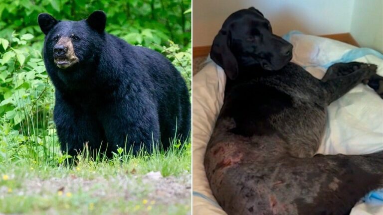 black-bear-attacks-dog-fox-news-001.jpeg