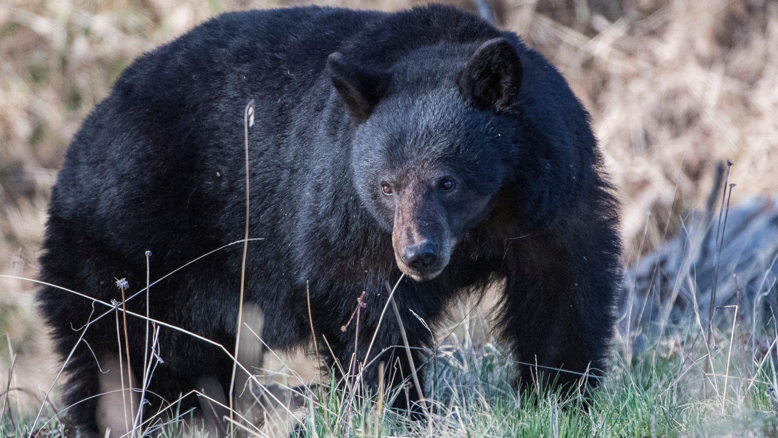 black-bear-yellowstone-fox-news-001-scaled.jpeg