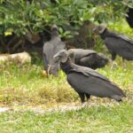 black-vulture-carrion-fox-news-001.jpeg
