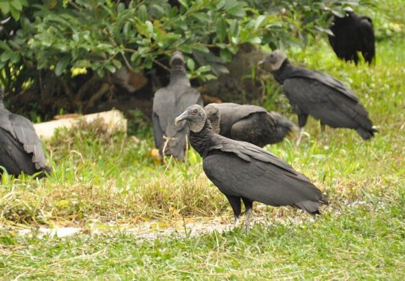 black-vulture-carrion-fox-news-001.jpeg