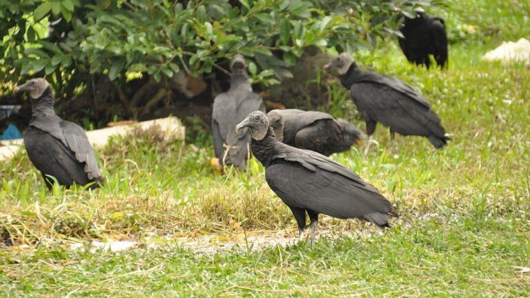 black-vulture-carrion-fox-news-001.jpeg