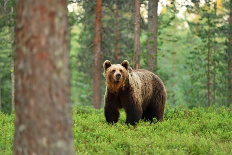 brown-bear-forest-landscape-fox-news-001-scaled.jpeg