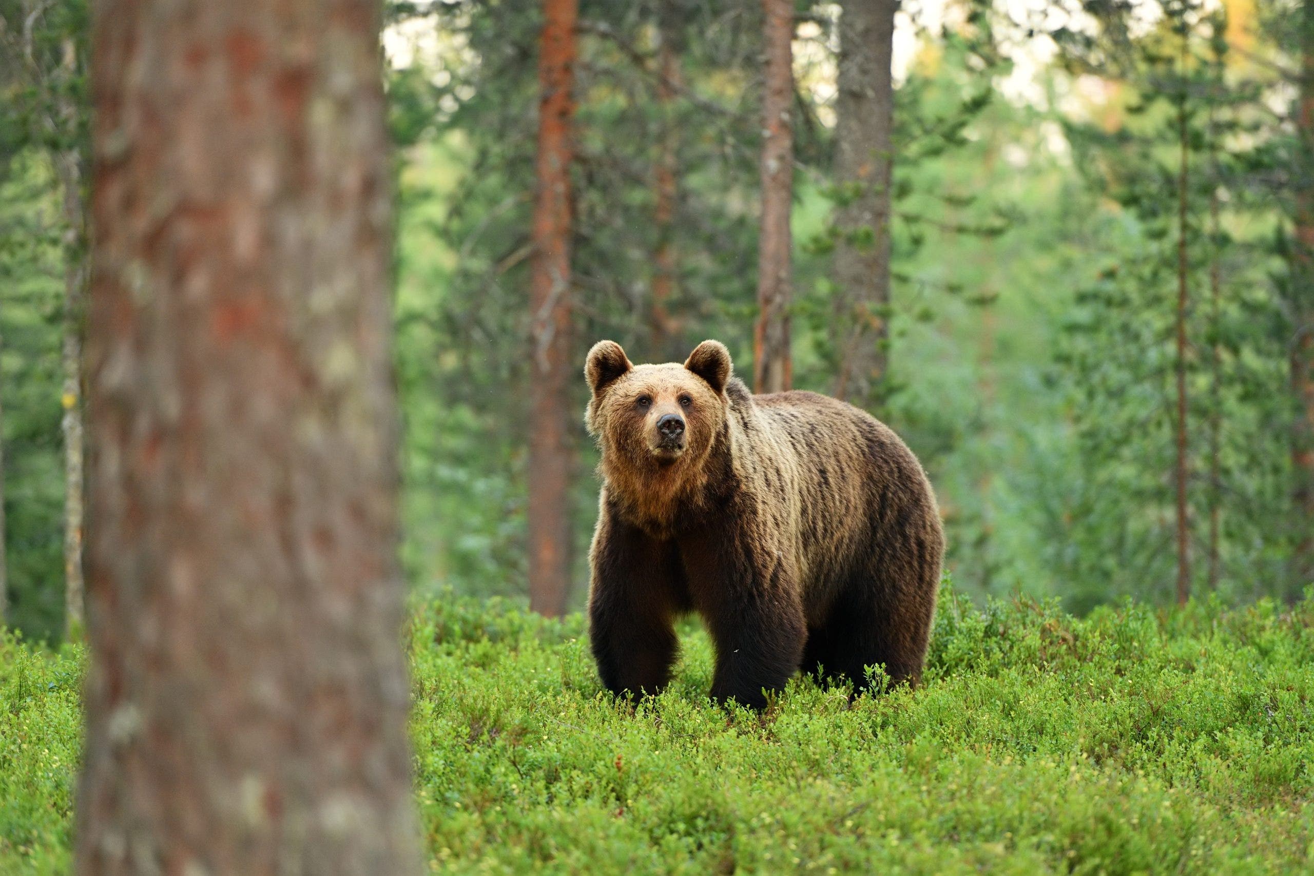 brown-bear-forest-landscape-fox-news-001-scaled.jpeg