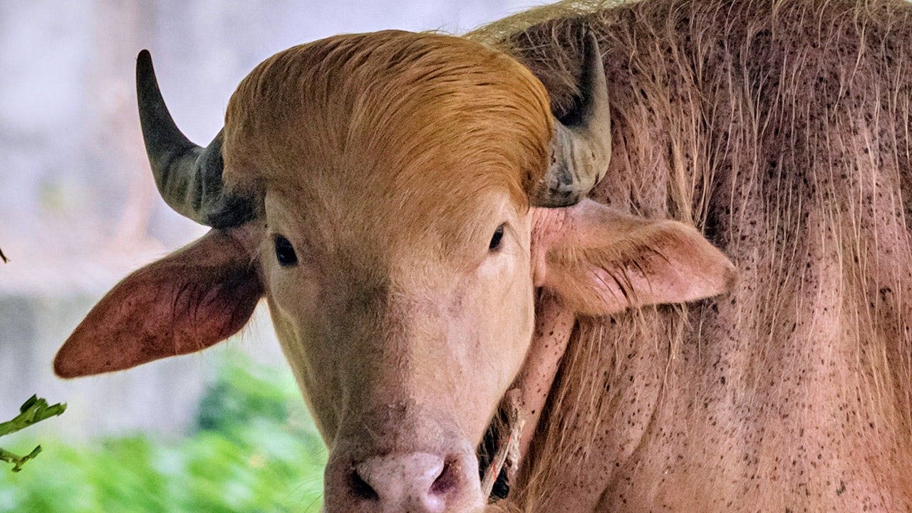 donald-trump-buffalo-bangladesh.jpeg