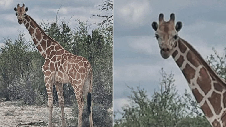 gracie-the-giraffe.gif