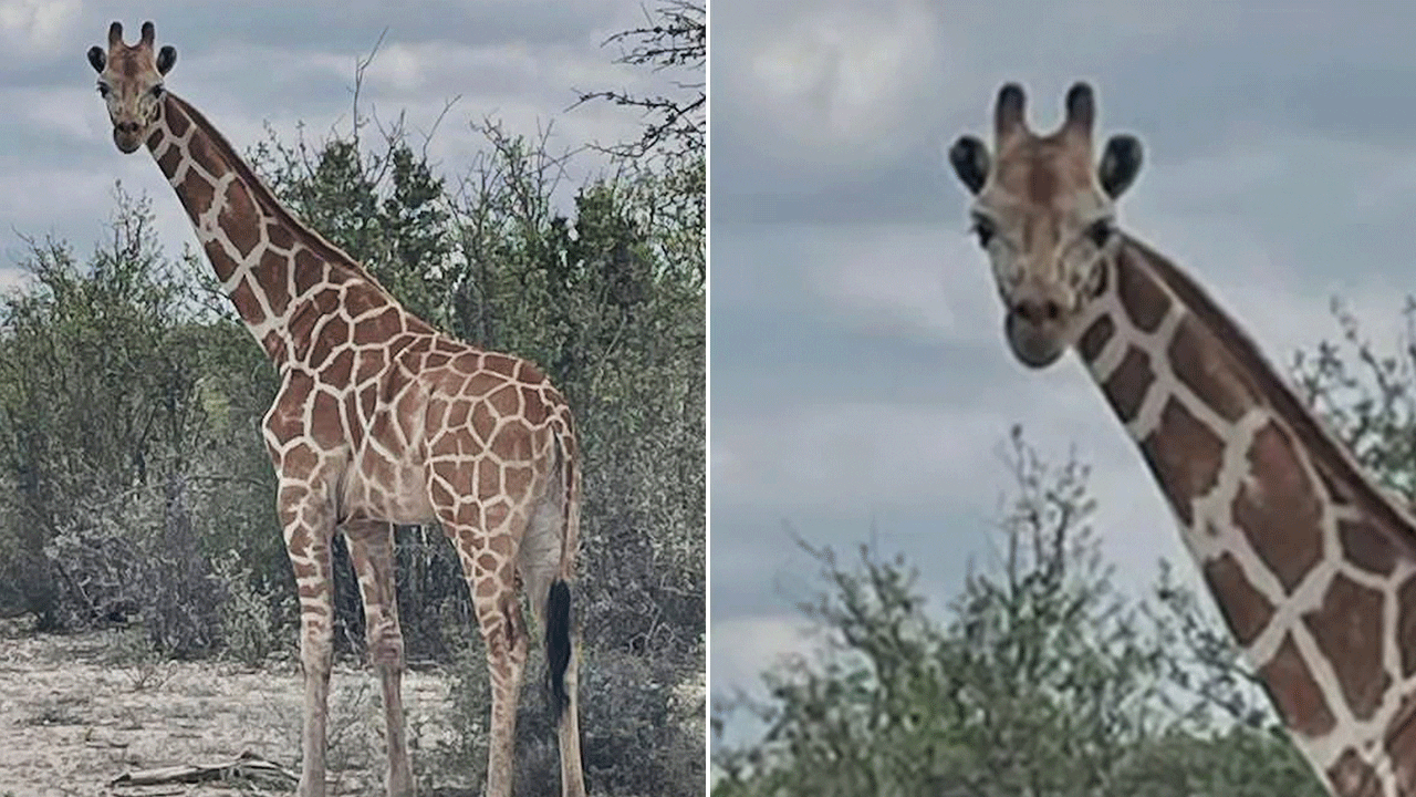 gracie-the-giraffe.gif