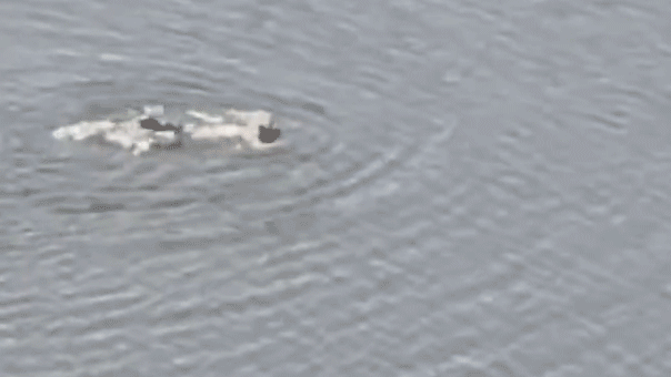 nyc-suspect-swimming-fox-news-001.gif