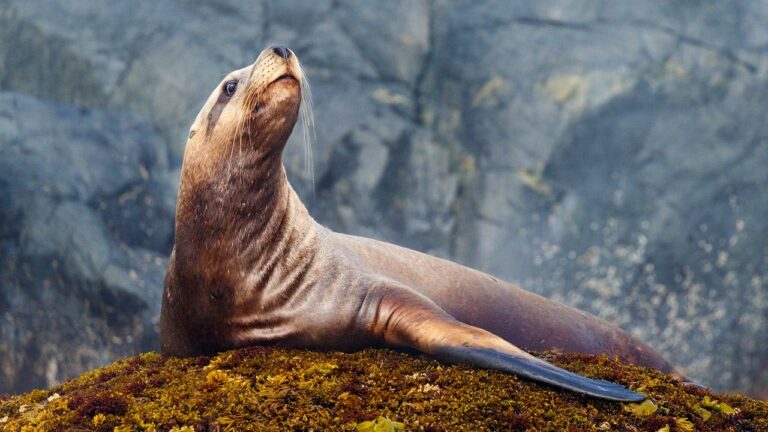 steller-sea-lion-fox-news-001.jpeg
