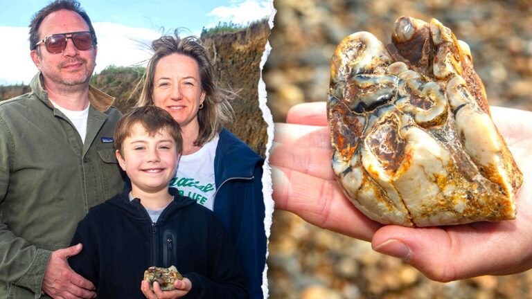 uk-elephant-tooth-split.jpg