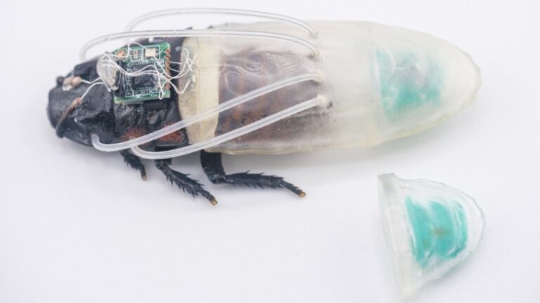 1-Rescue_robot_of_tomorrow_may_be_a_cockroach_in_scuba_suit.jpg