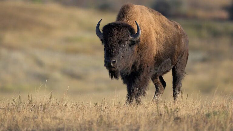 Bison_Tire_Popping.jpg