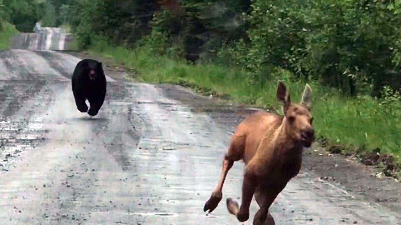 bear-chases-moose-calf.jpg