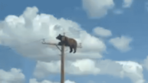 bearonpowerline.gif