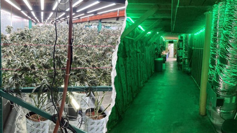 california-cannabis-raid.jpg