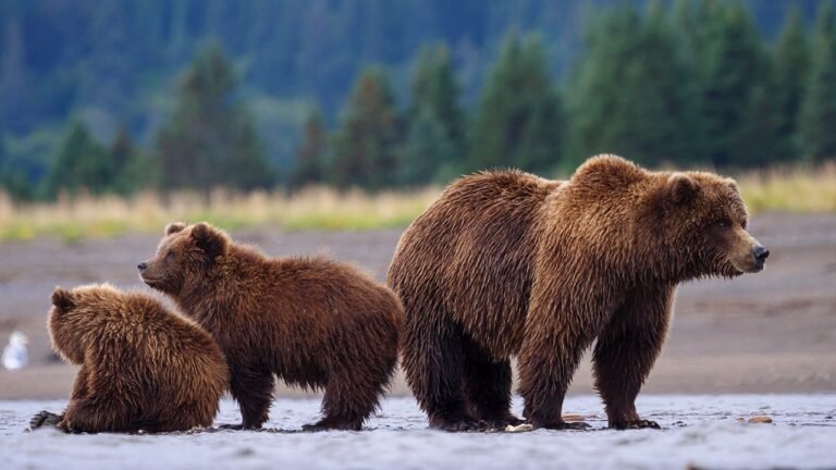 grizzly-bear-and-cubs.jpg