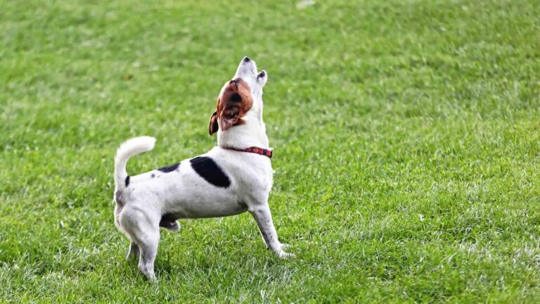 jack-russell-barking-509c66fb66d95510VgnVCM100000d7c1a8c0____.jpg