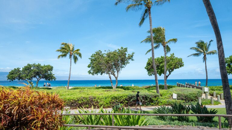 kaanapali-beachwalk-lahaina-maui-palm-trees.jpg