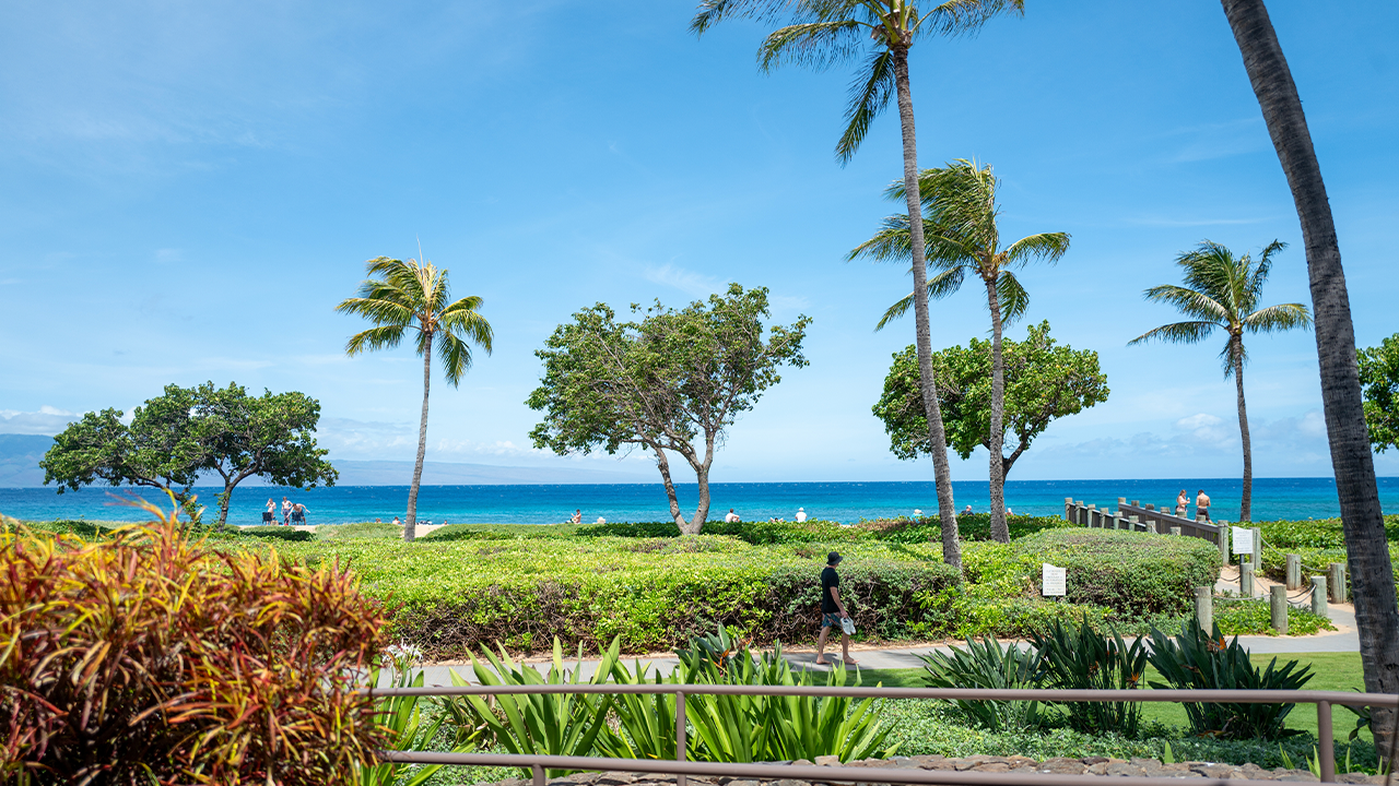 kaanapali-beachwalk-lahaina-maui-palm-trees.jpg