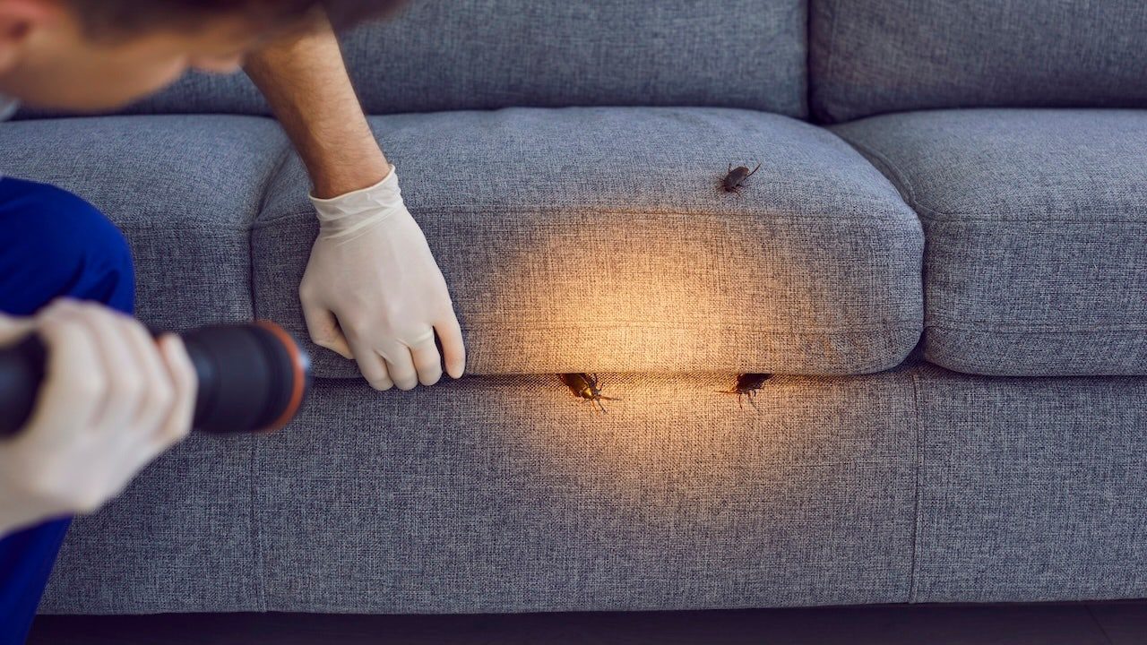 pest-control-essentials-composite.jpg