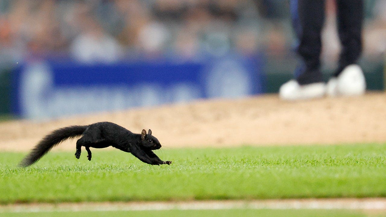 squirrel-runs-field-tigers-orioles.jpg