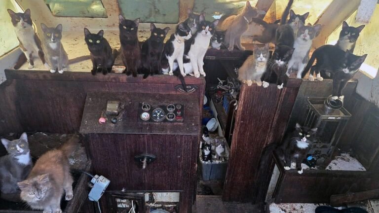 60-cats-rescued-sailboat-tacoma-washington.jpg